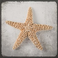 Vintage Natuical Set 3 Fine Art Print