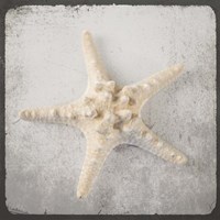 Vintage Natuical Set Fine Art Print