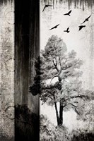 July Tree 11 Framed Print