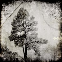 July Tree 12 Framed Print