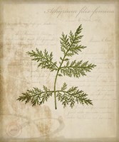 Scientific Plant 1 Fine Art Print