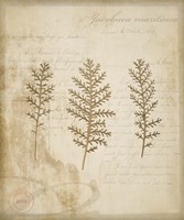 Scientific Plant 3 Fine Art Print