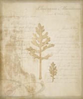 Scientific Plant 4 Framed Print