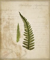 Scientific Plant 5 Framed Print