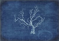 Gypsy Blue Cyanotype V1 Fine Art Print