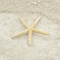 Gypsy Sea Life 3 Fine Art Print