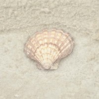 Gypsy Sea Life 4 Framed Print