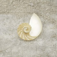 Gypsy Sea Life V1 Fine Art Print