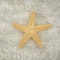 Gypsy Sea Life V2 Fine Art Print