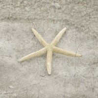 Gypsy Sea Life V4 Fine Art Print