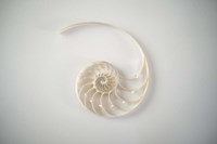 Sea Star 2 Framed Print