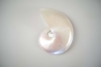 Sea Star 3 Framed Print