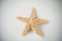 Sea Star 4 Framed Print