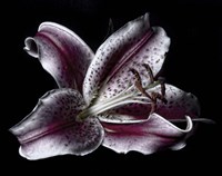 Antiqued Lily Fine Art Print