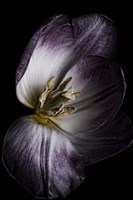 Antiqued Tulip Fine Art Print