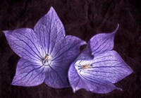 Balloon Flower Fine Art Print