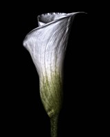Calla Lily Fine Art Print