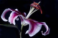 Fancy Pink Lily Fine Art Print