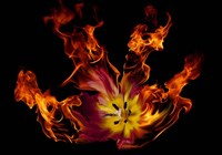 Flaming Tulip Fine Art Print