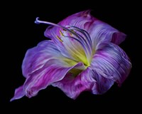 Hot Pink Lily Fine Art Print