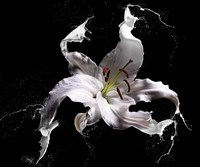 Lily Splash Fine Art Print