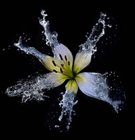 Lily Splish Splash Fine Art Print