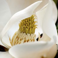 Magnolia Blossom Fine Art Print