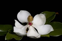 Magnolia Fine Art Print
