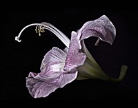 Pale Pink Lily Fine Art Print