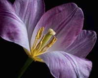 Peekaboo Tulip Fine Art Print