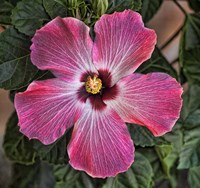 Pink Hibiscus Fine Art Print