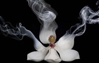Smoking Magnolia Fine Art Print