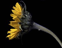 Sunflower Profile Fine Art Print