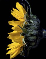 Sunflower Fine Art Print