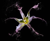 Twirling Tulip Fine Art Print