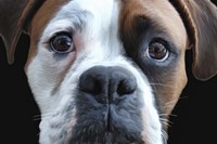 Boxer Fine Art Print