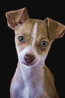 Chihuahua Fine Art Print