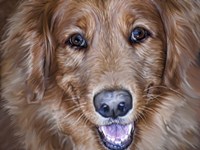 Golden Retriever Fine Art Print