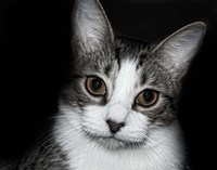 House Cat Fine Art Print