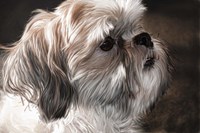 Llahso Apso Fine Art Print
