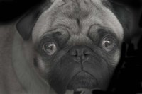 Pug Fine Art Print