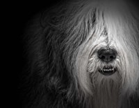 Sheepdog Fine Art Print