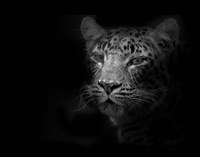 Leopard Fine Art Print