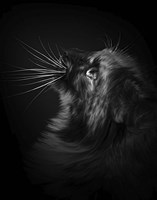 Willow Fine Art Print