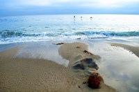 Zuma Beach, Ca Fine Art Print