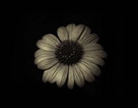 Echinacea Closeup Fine Art Print