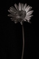 Gerber Daisy Copy Fine Art Print