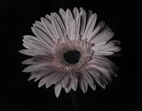 Gerber Daisy Fine Art Print