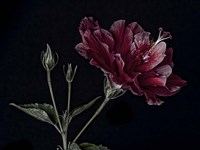 Hibiscus Fine Art Print