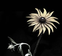 Sunflower Copy Fine Art Print
